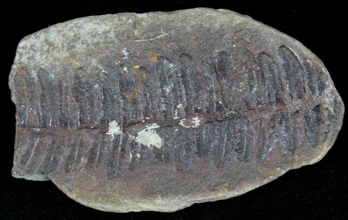Million Year Old Fern Fossil - Illinois #21109